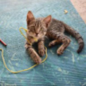 Meet your Posher, Alex